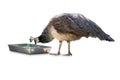 Common peafowl male eating food isolated on white.