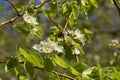 Common pear branch with white flowers Royalty Free Stock Photo