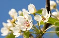 Common pear, Pyrus domestica