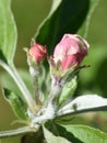 Common pear tree Pyrus communis flowerbud