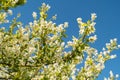 Common pearlbush or Exochorda Giraldii plant in Saint Gallen in Switzerland Royalty Free Stock Photo