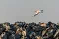 Common pelican in flight above the stones, in the Danube Delta, Sulina Royalty Free Stock Photo