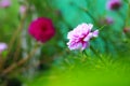 Common peony, european common, paeonia officinalis, pink flower. Selective focus of Paeonia officinalis or common peony blooming i Royalty Free Stock Photo