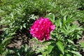 Common peony with rose pink flower in spring Royalty Free Stock Photo