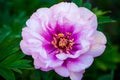 The common peony Paeonia officinalis is one of the oldest garden plants in Europe and has been around for centuries Royalty Free Stock Photo