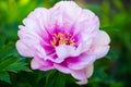 The common peony Paeonia officinalis is one of the oldest garden plants in Europe and has been around for centuries Royalty Free Stock Photo