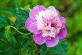 Common peony (Paeonia officinalis) pink flower in garden Royalty Free Stock Photo