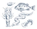 Sea Inhabitant Illustration for Seafood Restaurant Royalty Free Stock Photo