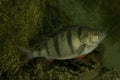 The Common perch Perca fluviatilis. Royalty Free Stock Photo