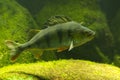 The Common perch Perca fluviatilis. Royalty Free Stock Photo