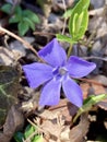 Common Periwinkle Flower