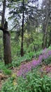 Common Periwinkle Ground Cover on Forested Hillside