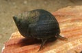 Common Periwinkle, littorina littorea