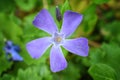 The common periwinkle plant Vinca Apocynaceae minor single flower with bud in background . Closeup of small, delicate and bright Royalty Free Stock Photo