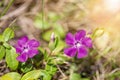 Vinca minor common names lesser periwinkle, dwarf periwinkle, small periwinkle, common periwinkle is a species of flowering plant Royalty Free Stock Photo