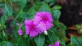 The common periwinkle plant (Vinca minor)