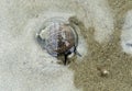 Common periwinkle sea snail Royalty Free Stock Photo