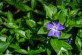 Common Periwinkle, Vinca Minor Royalty Free Stock Photo