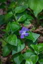 Common Periwinkle, Vinca Minor Royalty Free Stock Photo