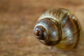 Common Periwinkle on a Wooden Background