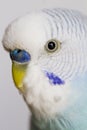 common pet parakeet Royalty Free Stock Photo