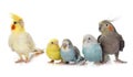 Common pet parakeet and Cockatiel Royalty Free Stock Photo