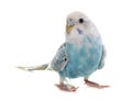 Common pet parakeet Royalty Free Stock Photo