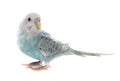 Common pet parakeet Royalty Free Stock Photo