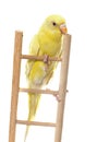 Common pet parakeet Royalty Free Stock Photo