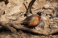 Common Pheasant Royalty Free Stock Photo