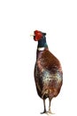 Common Pheasant Royalty Free Stock Photo