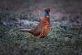 The common pheasant is a bird in the pheasant family Phasianidae