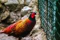 The common pheasant is a bird in the pheasant family Royalty Free Stock Photo