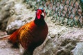 The common pheasant is a bird in the pheasant family Royalty Free Stock Photo