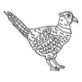 Common Pheasant Bird Isolated Coloring Page