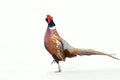 Common Pheasant Royalty Free Stock Photo