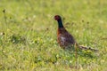 Common pheasant Fasianus colchicus Royalty Free Stock Photo