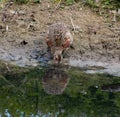 Common pheasant female drinking water Royalty Free Stock Photo