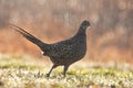 Common pheasant hen walking on meadow in spring raining