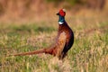 Common pheasant lekking on field in springtime nature Royalty Free Stock Photo