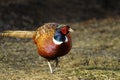 Common pheasant, phasianus colchicus Royalty Free Stock Photo