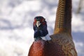 Common pheasant, phasianus colchicus