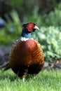 Common pheasant, phasianus colchicus