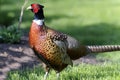 Common pheasant, phasianus colchicus Royalty Free Stock Photo