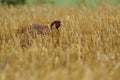 Common Pheasant (Phasianus Colchicus) Royalty Free Stock Photo