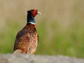 Common Pheasant (Phasianus Colchicus) Royalty Free Stock Photo