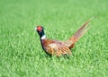 Common Pheasant ( Phasianus colchicus ) Royalty Free Stock Photo