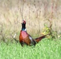 Common Pheasant ( Phasianus colchicus )