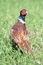 Common Pheasant ( Phasianus colchicus ) Royalty Free Stock Photo