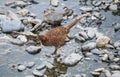 Female Common pheasant or Phasianus colchicus